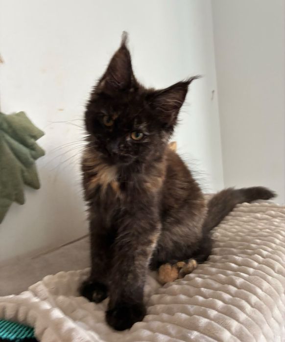 Kotka Maine Coon szylkretka