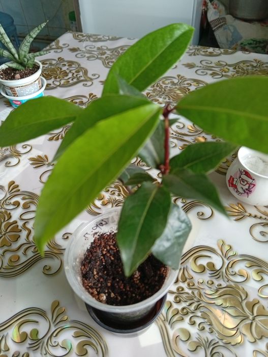 Домашние комнатные цветы