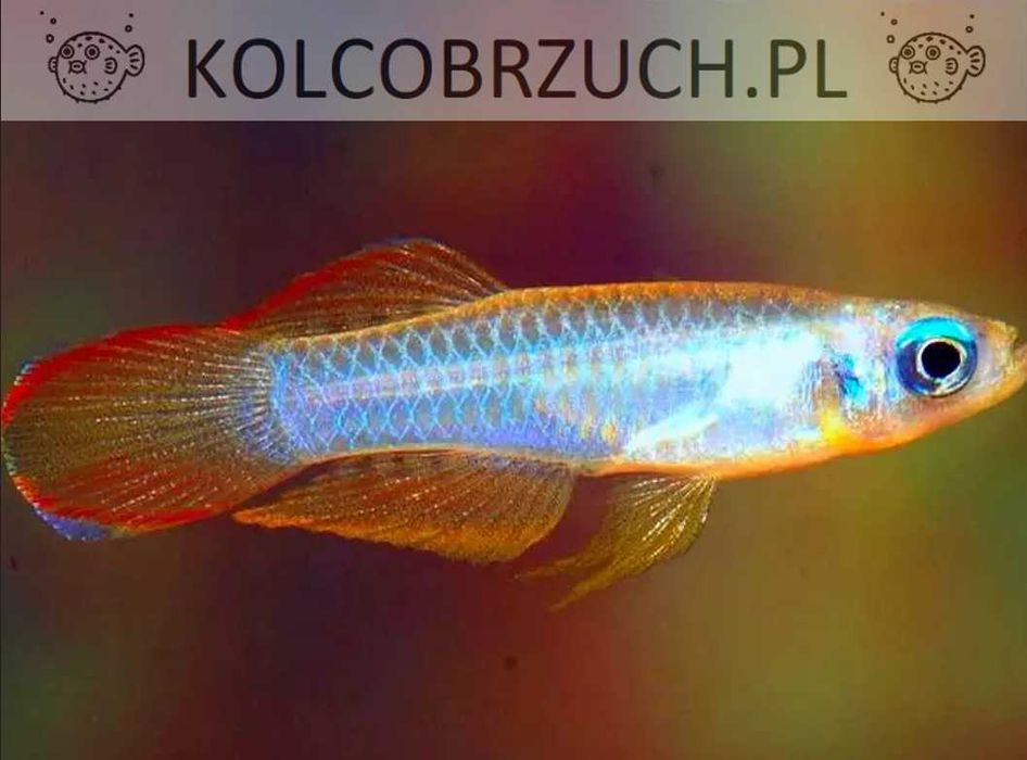 Lśniącooczka Normana - Szczupieńczyk - Poropanchax normani - dowóz