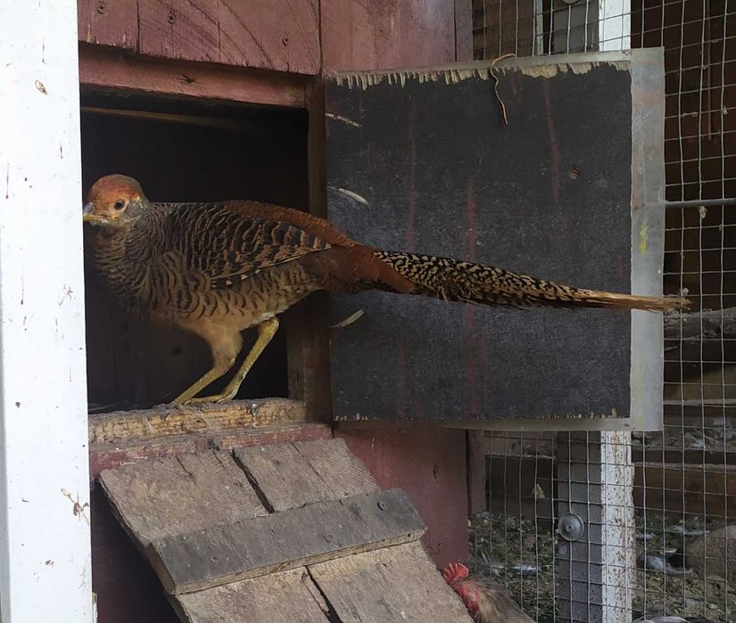 Bażanty złociste, młode -samc