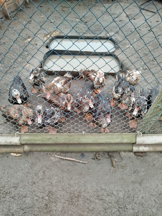 Мускусні молоді качки.