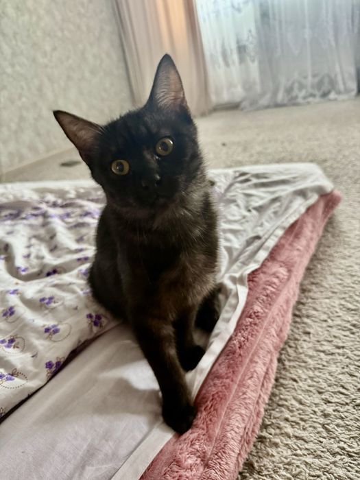 Котик срочно шукає  маму