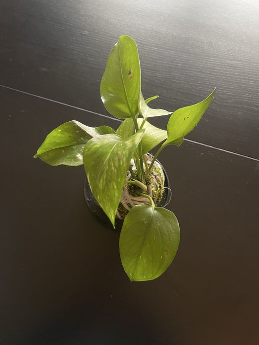Kokadama de Giboio