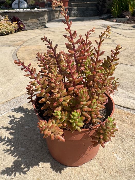 Suculentas, plantas perenes (tapete), várias 1€