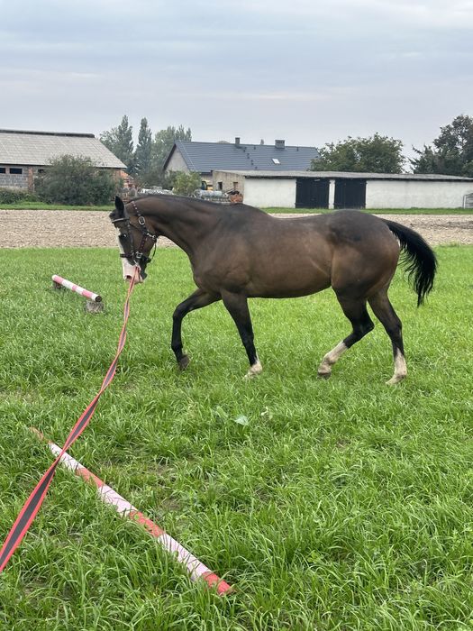 Sprzedam klacz do hodowli