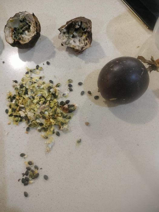 Sementes de Maracujá Roxo