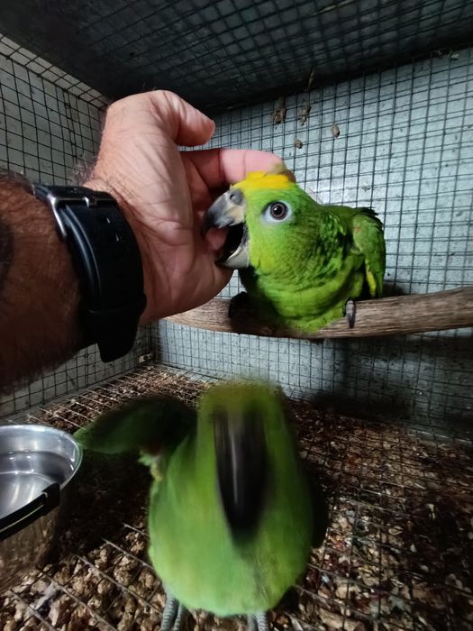 Papagaios amazona ocrocephala