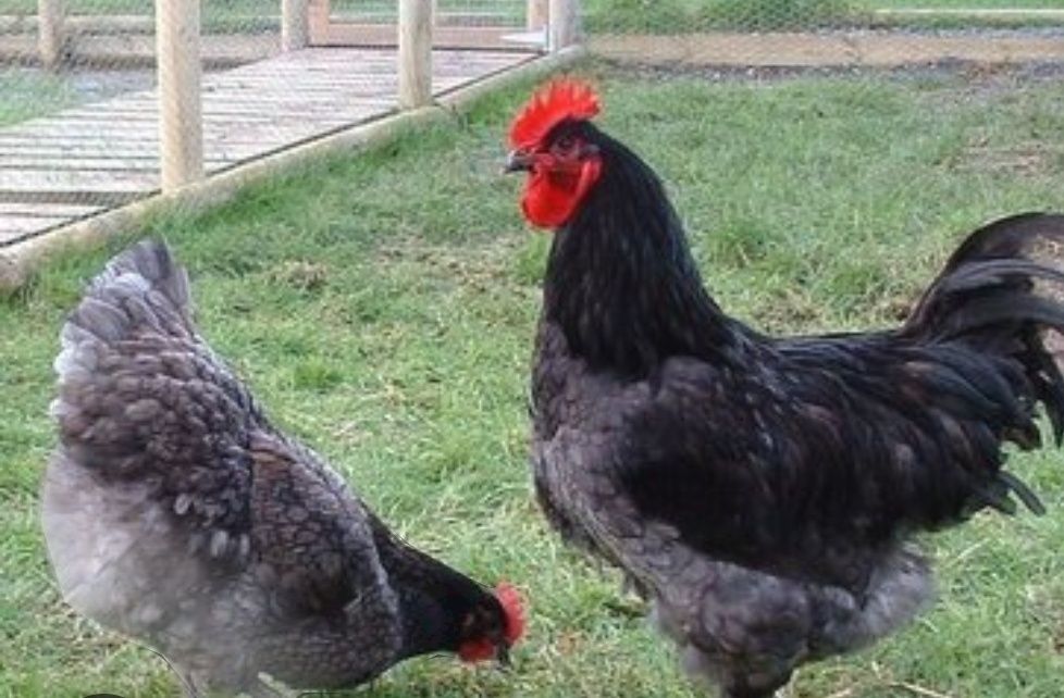 Інкубаційне яйце джерсійський гігант