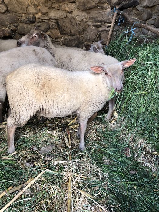 Vendo borrega charolesa