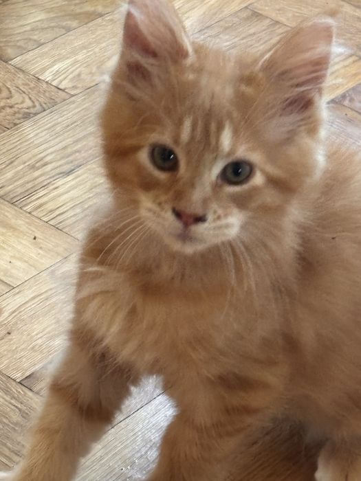 Malutki  maine coon