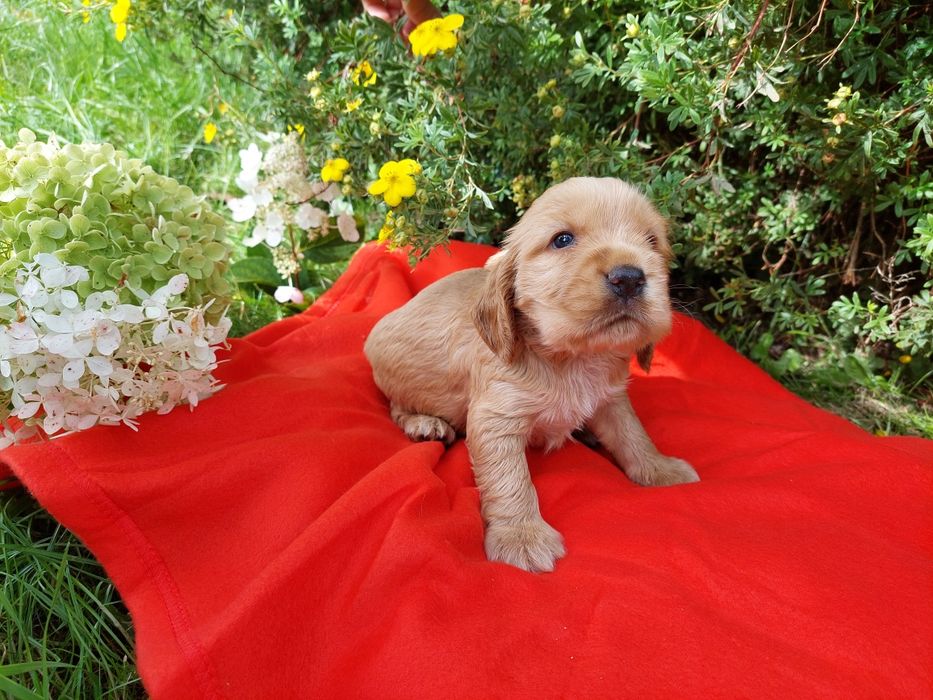 Cocker Spaniel Angielski szczenięta