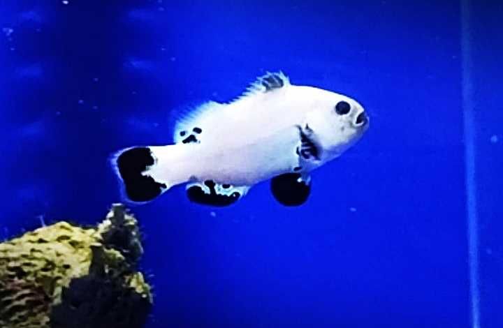 Akwarium morskie - Amphiprion Ocellaris PLATINUM STORM