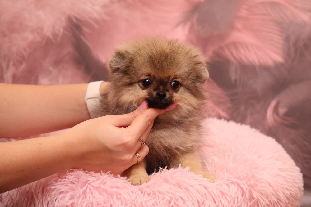 Шпиц девочка ,продажа щенки шпица