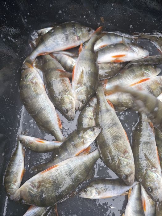 Karp, Lin, Amur, narybek, kroczek