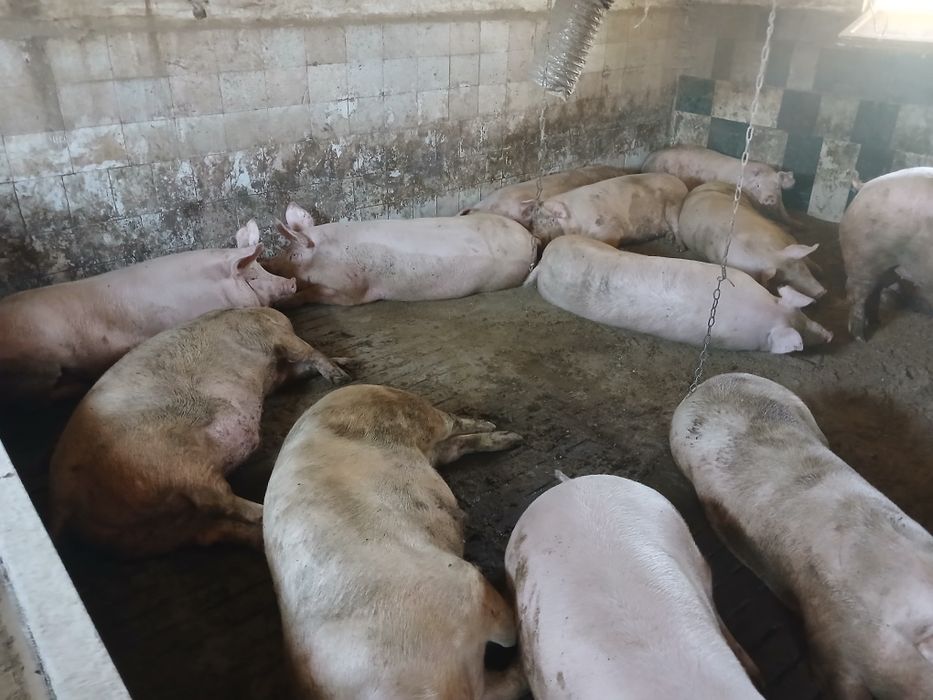 Продам Свині живою вагою