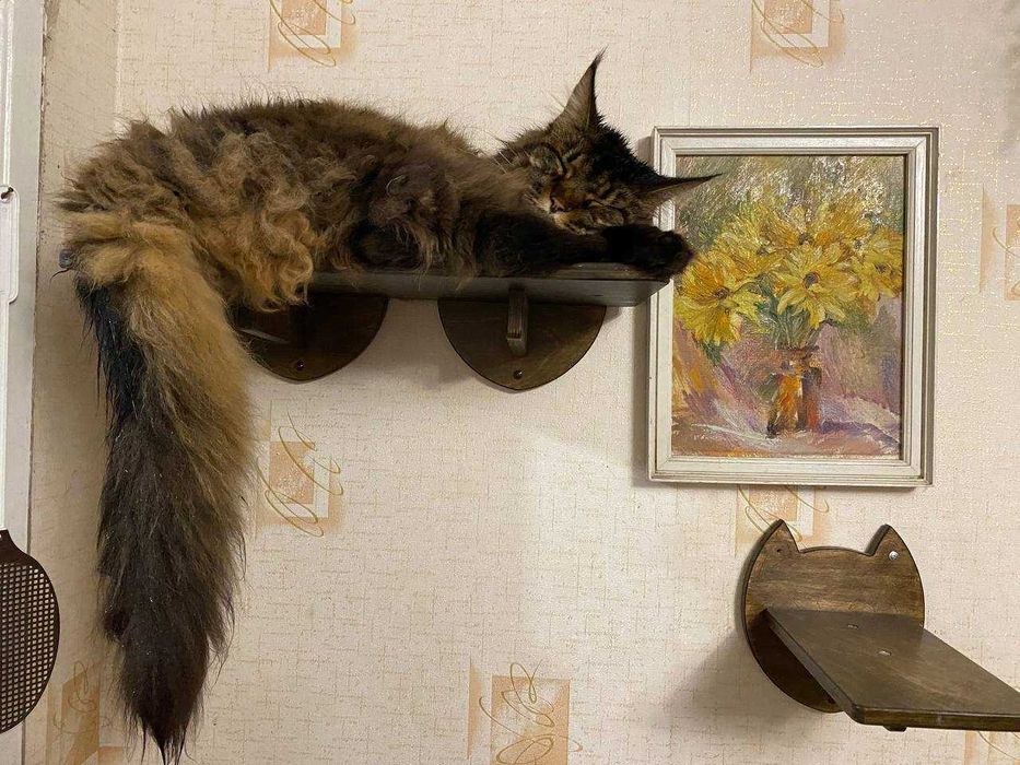 Лежанка для котика настенная, кошачья полочка