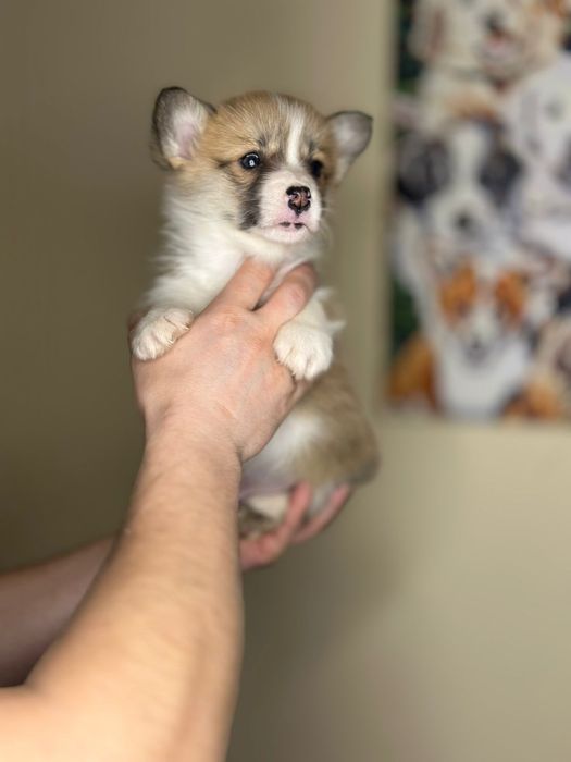 Чудові коргі пемброк цуценята. З чіпом, паспортом.