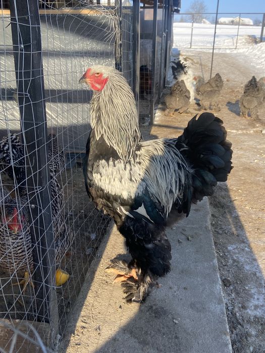 Продам півня темної брами