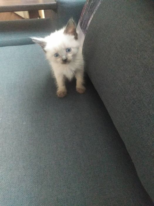 Дівчинка сіамка.