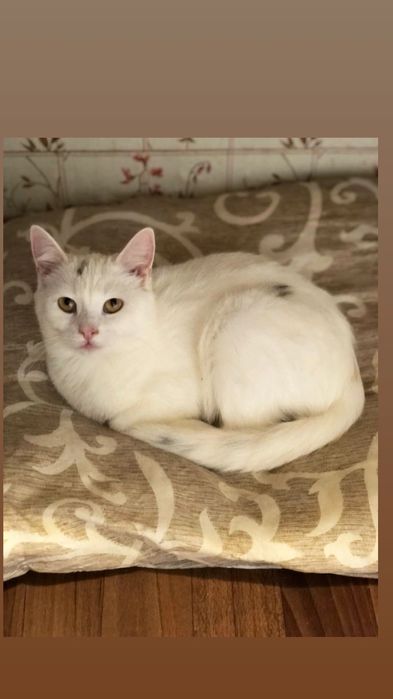 Отдам белую кошку, 10 месяцев, стерилизована, привита