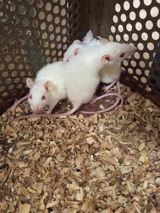 Крысы разводные.