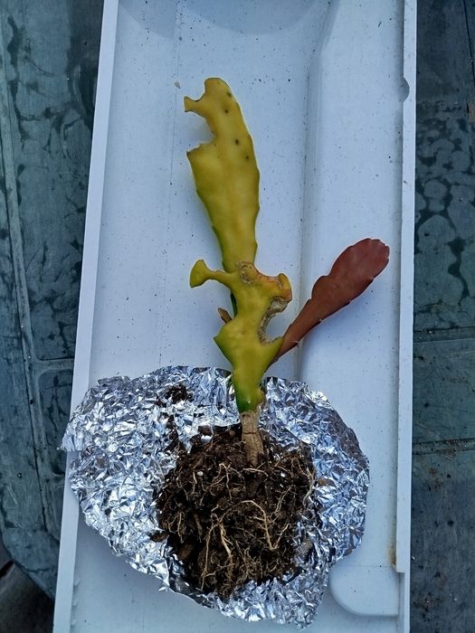 Cacto orquídea de flor vermelha