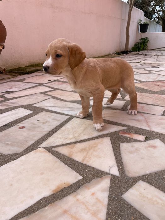 Doam-se macho e fêmea bebés