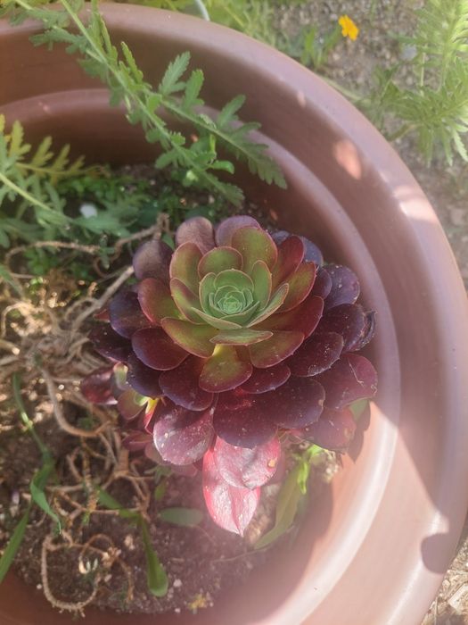 Diversas suculentas