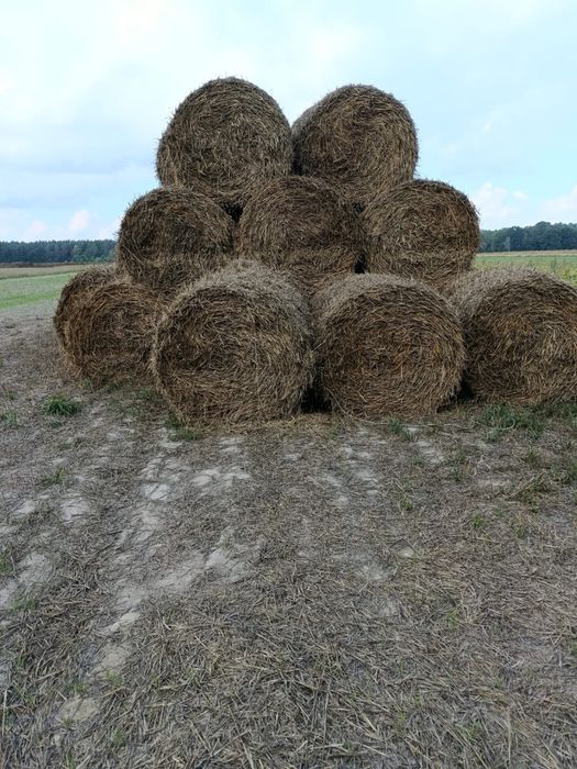 Słoma Bele z tego sezonu
