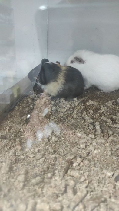 Морські свинки продам