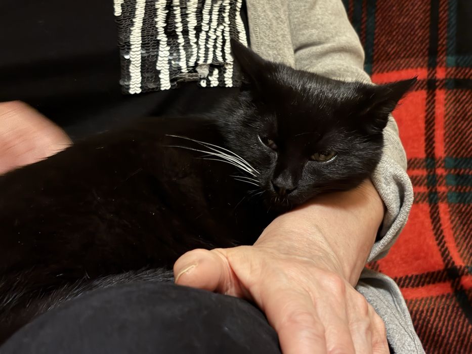 Kocurki do adopcji