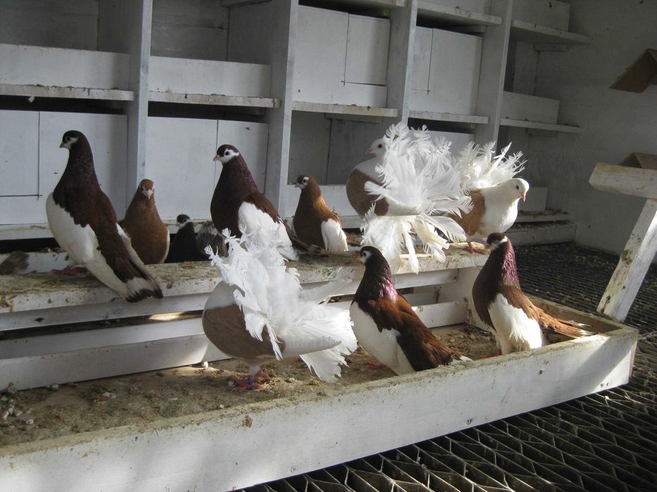 Gołębie Pawiki i Lentaki