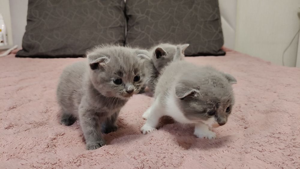 Вислоухие котята