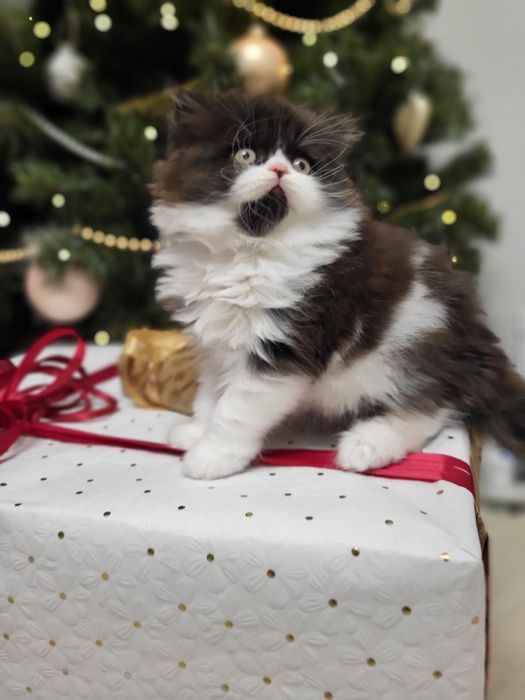 Szkocki prostouchy z rodowodem WCF