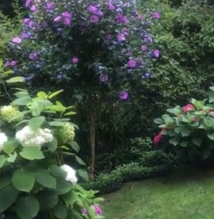 Гібіскфс сірійський на штамбі. Рожевий