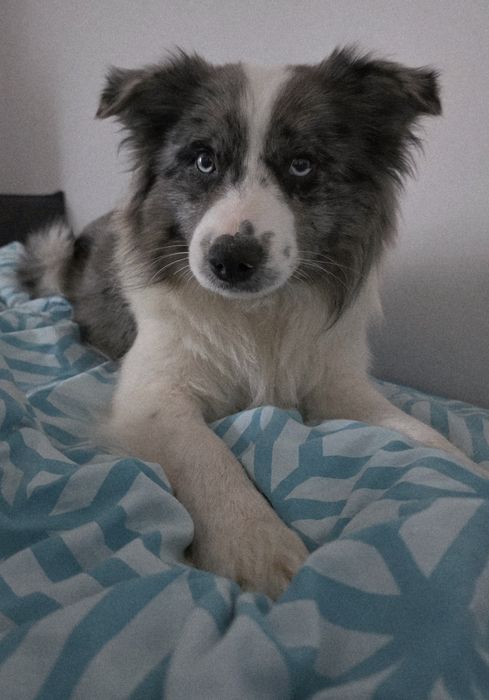 Oddam psa Collie