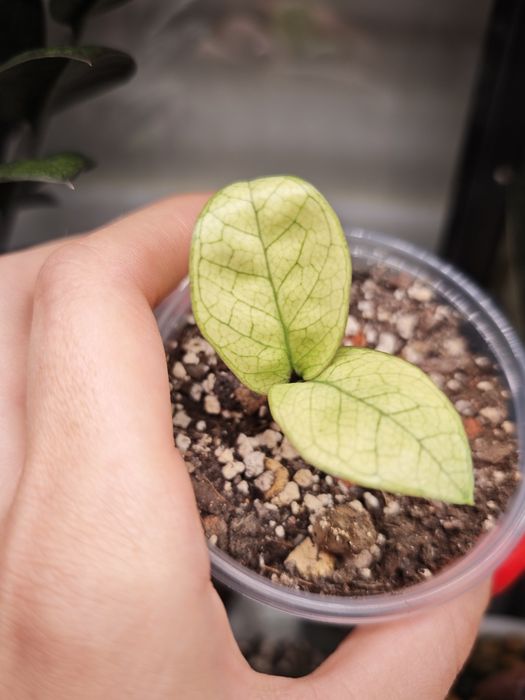 Zamioculcas Zenzi Akebono