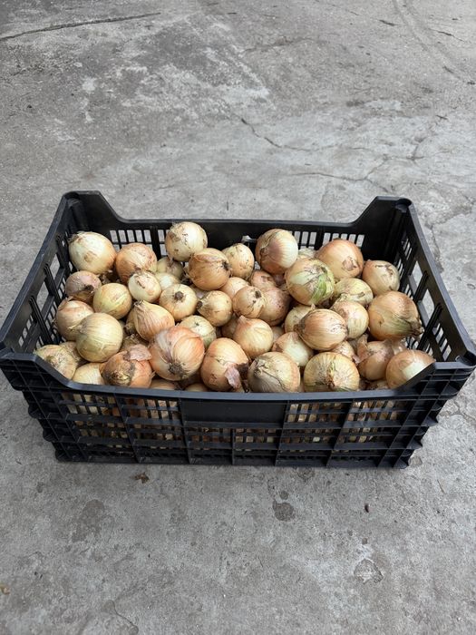 Vendo cebola nova