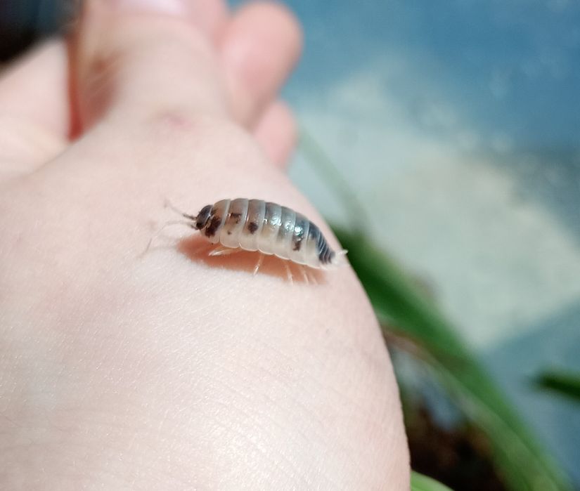 Isopods dairy cow równonogi