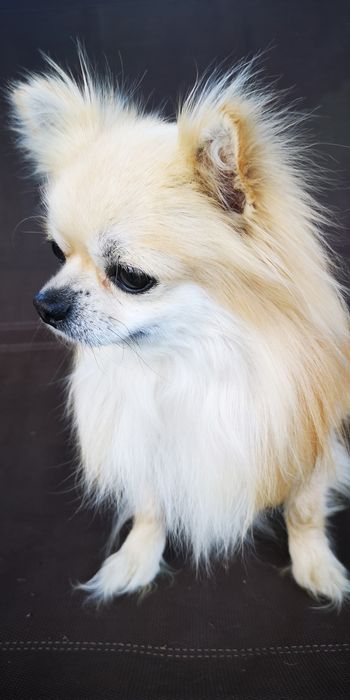 Чихуахуа для вязки