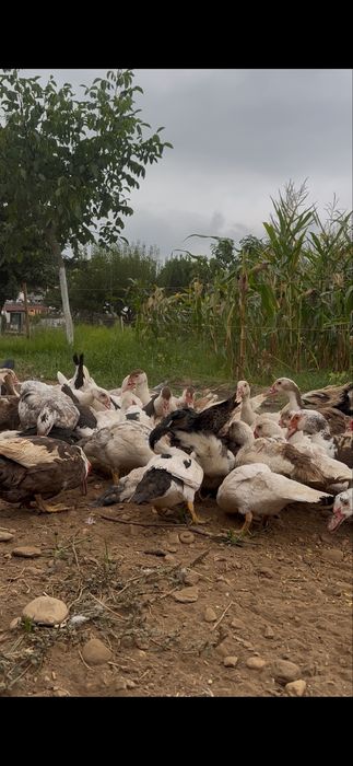 Patos mudos com 4 meses
