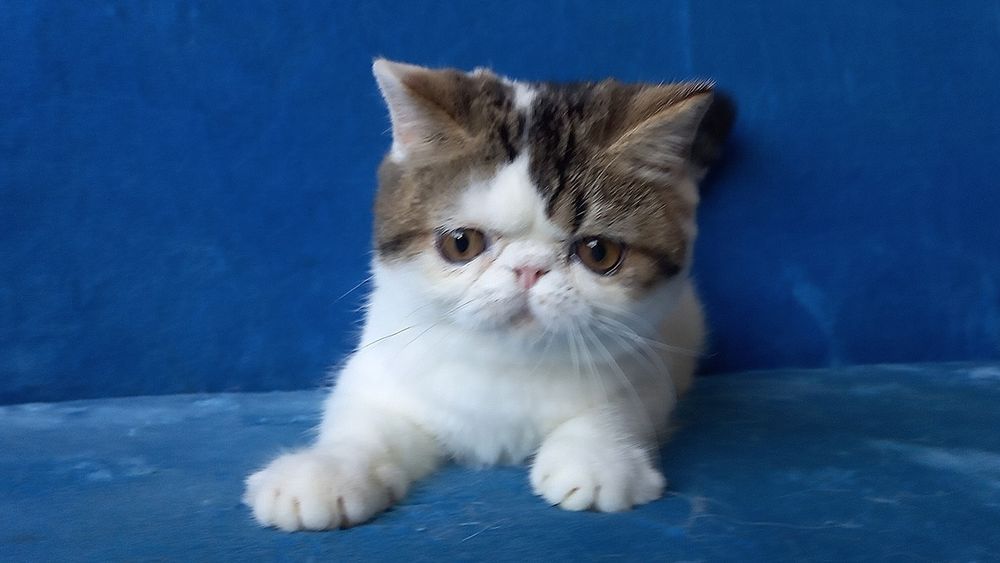 Классный экзотический короткошерстный