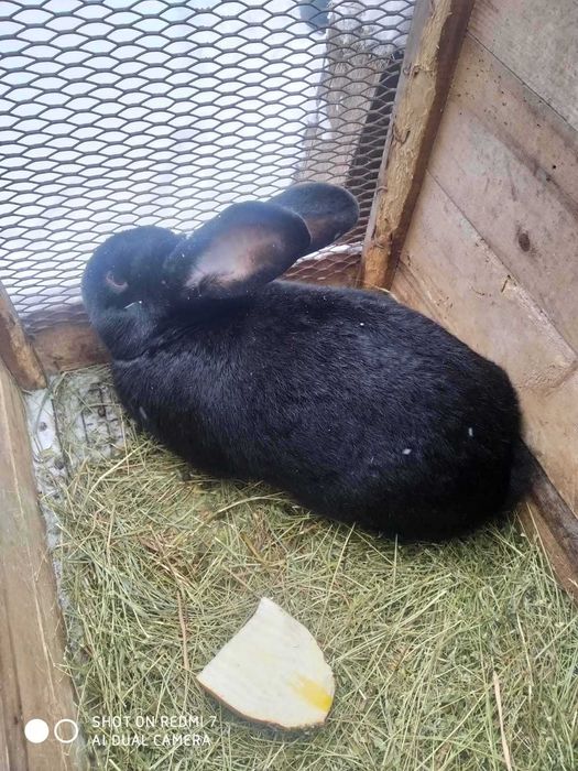 Продаються кролики