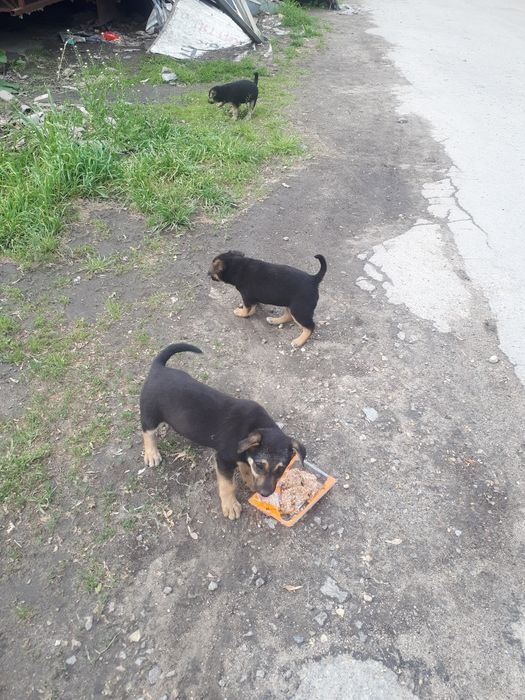 Цуценята в добрі руки