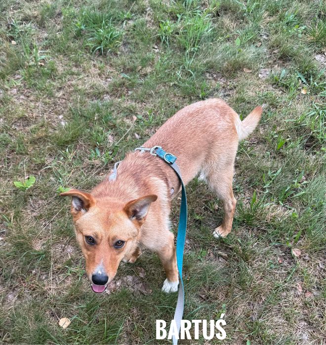 Kochany, proludzki, 1 rok. Bartuś adopcja
