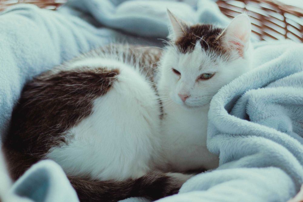 Cheetoska wyjątkowa koteczka