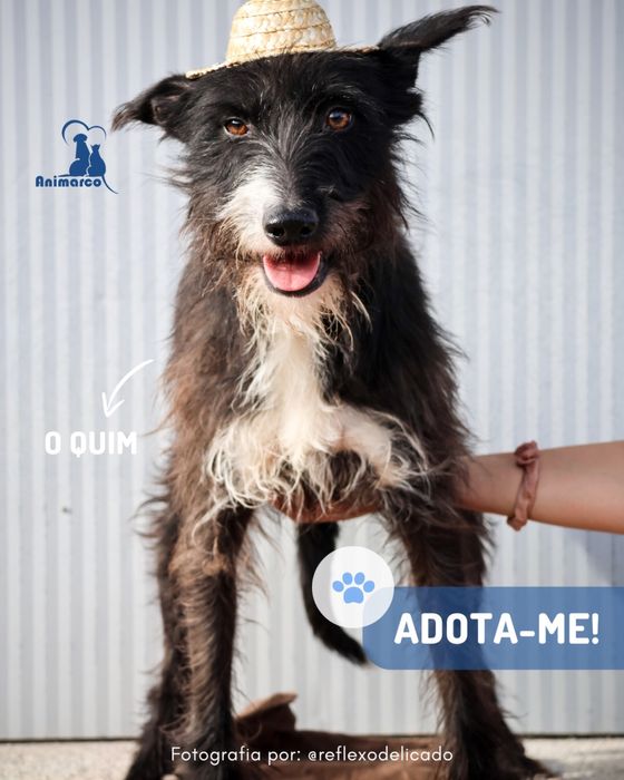 Quim cao porte medio - para adocao