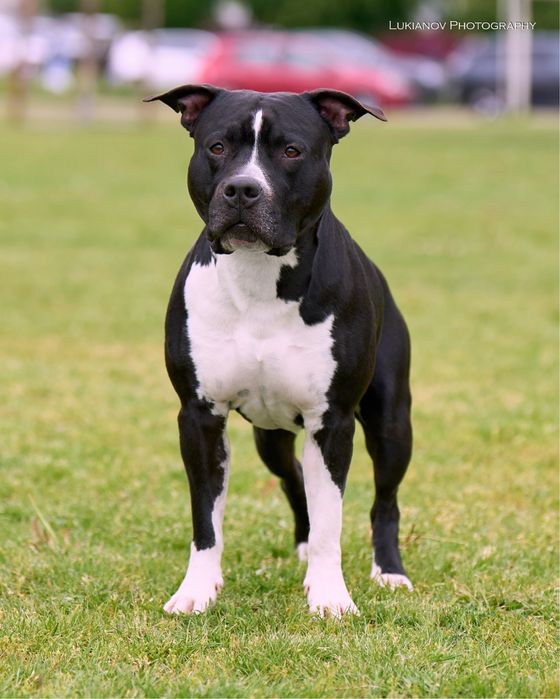 Супер Гранд Чемпіон України, Вязка амстафф, амстафф, стафф