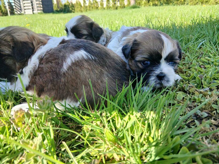 Oddam szczenięta shitzu