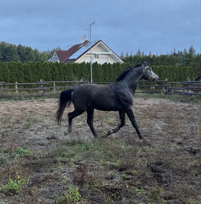 Sprzedam ogiera